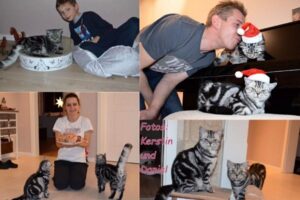 shorthair tabby cats 2 BKH Magic Tabbys Silver-Tabby-classic Christmas